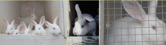 292192 картинка каталога «Производство России». Продукция Кролики породы «Белый великан, г.Волосово 2017